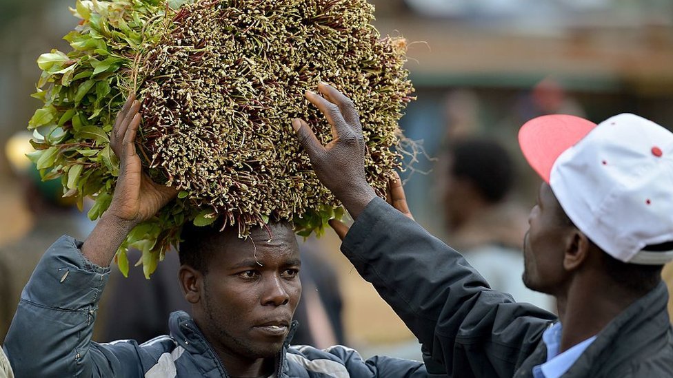 KENYA OO LABA SANO KADIB DIB U BILAABAYSA DHOOFINTA QAADKA SOOMAALIYA. KENYA OO LABA SANO KADIB DIB U BILAABAYSA DHOOFINTA QAADKA SOOMAALIYA.